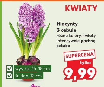 Hiacynty 3 cebule różne kolory Kaufland promocja w Kaufland