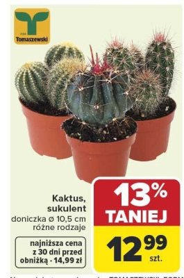 Sukulent promocja w Carrefour