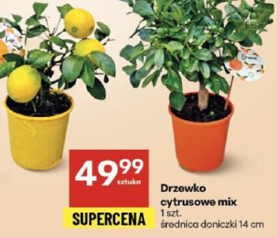 Drzewko cytrusowe mix promocja w Delikatesy Centrum