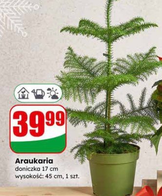Araukaria doniczka 17 cm, wysokość: 45 cm promocja w Dino