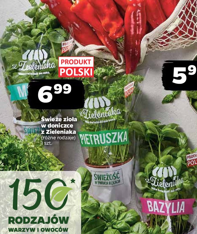 Pietruszka Z ZIELENIAKA NETTO promocja