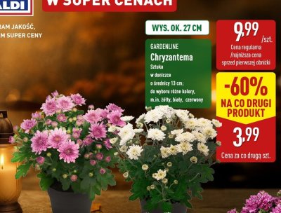 Chryzantema w doniczce 13 cm promocja w Aldi