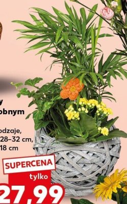Rośliny w ozdobnym koszu różne rodzaje promocja w Kaufland