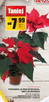 Poinsecja świąteczna BETLEJEMSKA promocja w Supeco