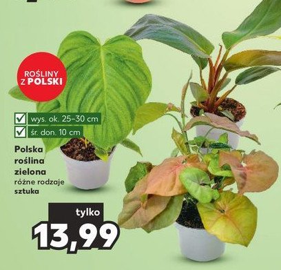 Ro艣liny zielone 10 cm promocja