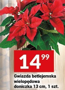 Gwiazda betlejemska wielopędowa doniczka 13 cm, 1 szt. promocja w Twój Market