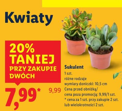 Sukulent promocja w Lidl