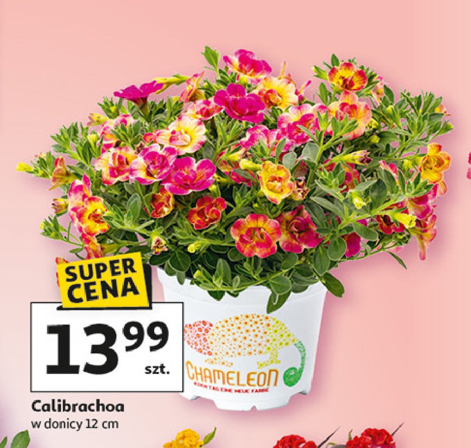 Calibrachoa śr. don. 12 cm promocja w Auchan