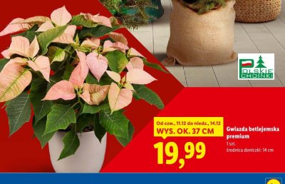 Gwiazda betlejemska promocja w Lidl