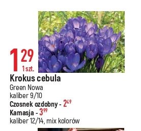 Cebulka krokusa promocja