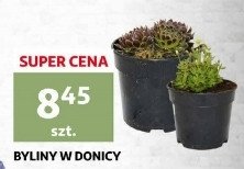 Byliny promocja w Merkury Market