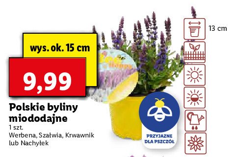 Bylina miododajna - werbena 15 cm promocja