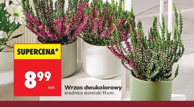 Wrzos dwukolorowy promocja w Biedronka
