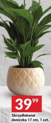 Skrzydłokwiat doniczka promocja w Twój Market