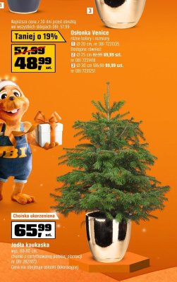 Choinka ukorzeniowa jodła kaukaska wys. 80-90 cm choinka z certyfikowanej polskiej plantacji promocja w OBI