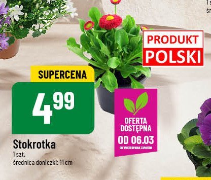 Stokrotka promocja