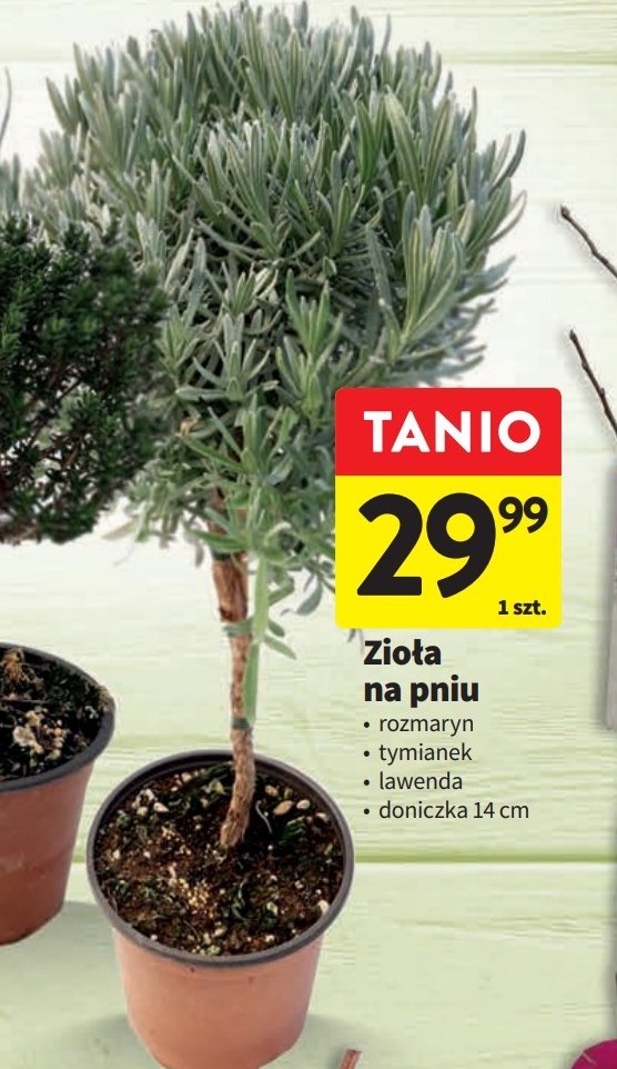 Lawenda don. 14 cm promocja