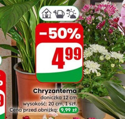 Chryzantema doniczka 12 cm wysokość: 20 cm promocja w Dino