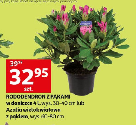 Rododendron z p膮kami w doniczce promocja
