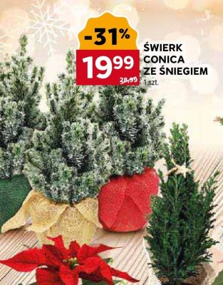 Świerk Conica ze śniegiem promocja w Stokrotka