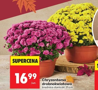 Gazetka, Z ladą tradycyjną, strona 80 promocja w Biedronka