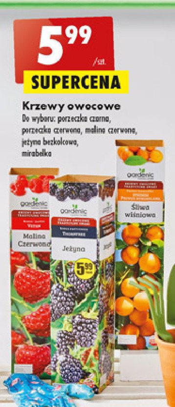 Krzew owocowy - mirabelka Gardenic yard promocja