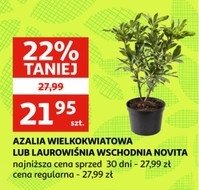 Azalia wielkokwiatowa promocja