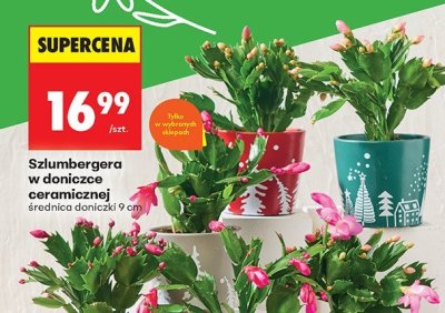 Szlumbergera w doniczce ceramicznej promocja w Biedronka