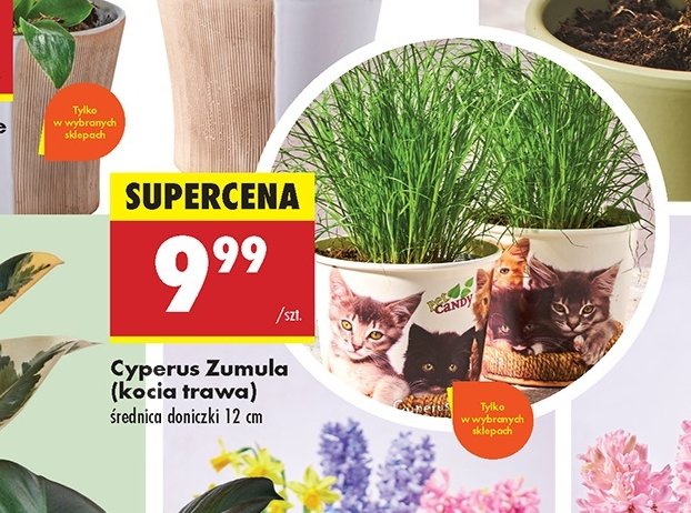 Cyperus zumula w papierowym kubku promocja