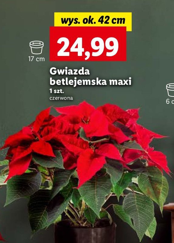 Gwiazda betlejemska 42 cm promocja w Lidl