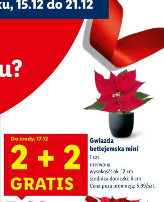 Gwiazda betlejemska mini czerwona promocja w Lidl