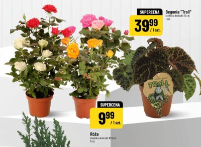 Róża średnica doniczki 10.5 cm 1 szt. promocja w POLOmarket