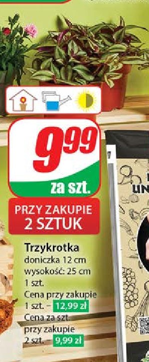 Trzykrotka don. 12 cm promocja