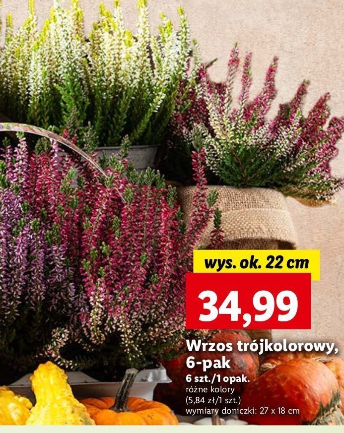 Wrzos trójkolorowy promocja w Lidl