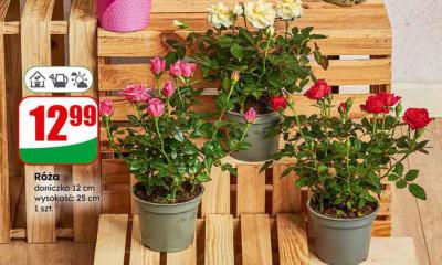 Róża doniczka 12 cm promocja w Dino