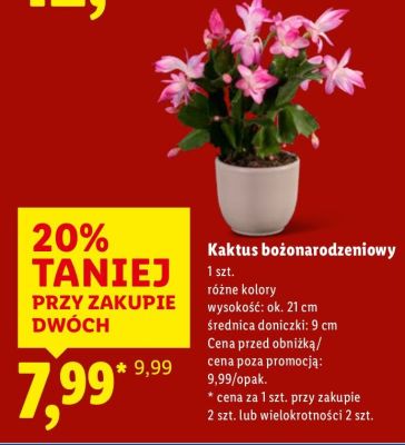 Kaktus bożonarodzeniowy różne kolory promocja w Lidl