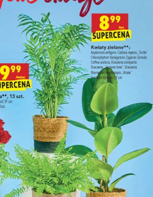 Dracena warneckei nephrulepis vitale promocja