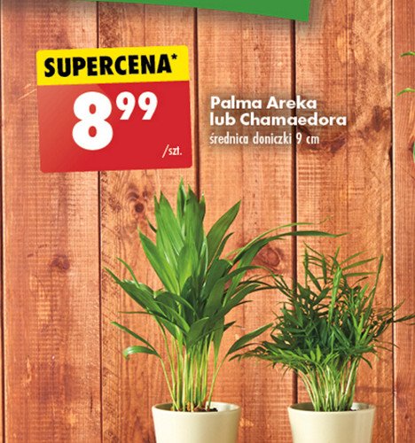 Palma chamaedora 9 cm promocja