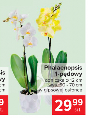 Phalaenopsis 1-pędowy promocja