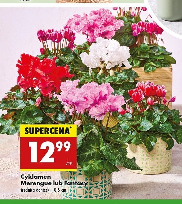 Cyklamen fantasy 10.5 cm promocja w Biedronka