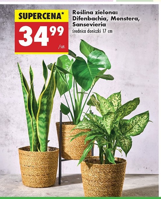 Monstera don. 17 cm promocja