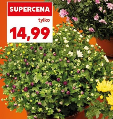 Polska chryzantema krzewiasta trio promocja w Kaufland