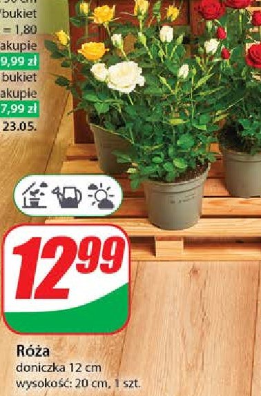 Róża 12 cm promocja w Dino