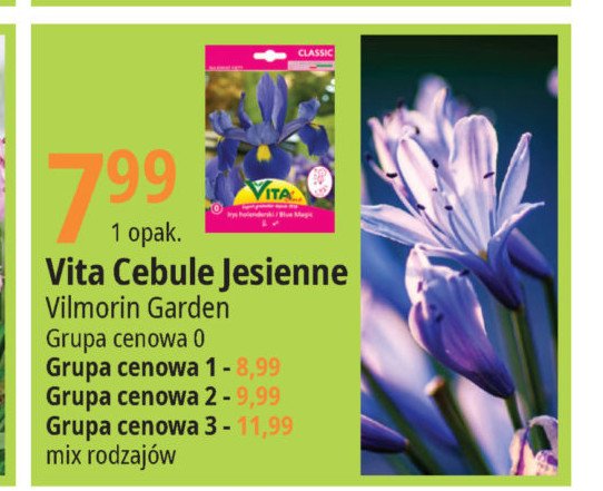 Cebulki jesienne gr. 2 Vita line promocja