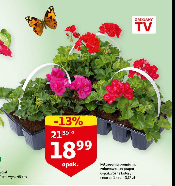 Pelargonia rabatowa promocja