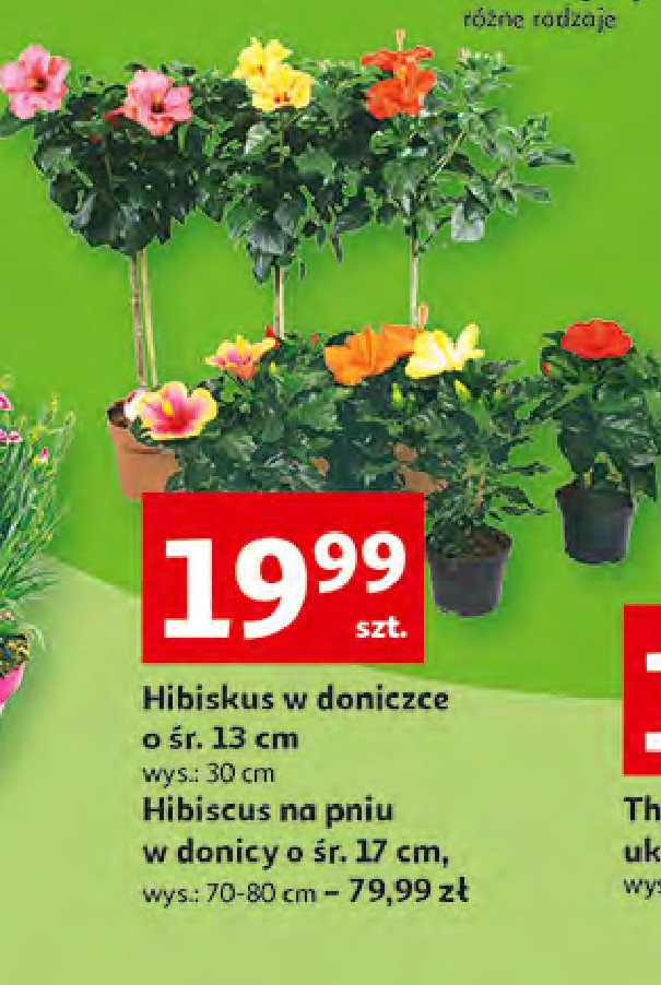 Hibiscus na pniu don. 17 cm promocja
