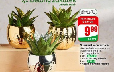 Sukulent w ceramice różne rodzaje, doniczka 6 cm promocja w Dino