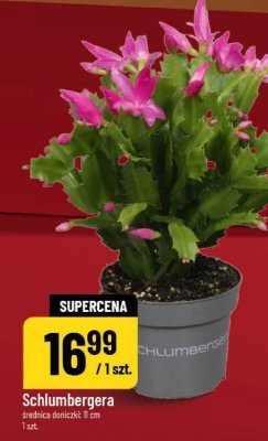 Schlumbergera promocja w POLOmarket