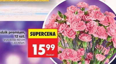 Goździk premium 12 szt. promocja w Biedronka