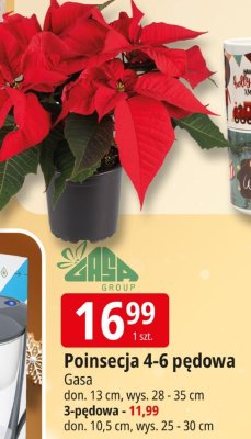 Poinsecja 4-6 pędowa Gasa promocja w Leclerc